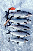 angling, fish, fishing, ice fishing, ice fishing, ice fishing, jig, dap, whitefish, winter fishing