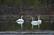 animals, birds, forest tarn, swan, swans, whooper swan, whooper swans
