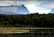 animals, Bear lake, birds, forest tarn, Herjedalen, landscapes, Lunndorrsfjallen, mountain, mountain forest, mountain lake, Storadorren, summer, swan, swans, whooper swan, whooper swans
