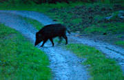 animals, dusk, evening, mammals, piggies, pigs, swine, hog, wild boar