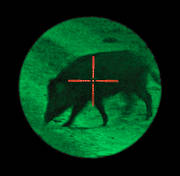 animals, ljusförstärkare, mammals, night vision sensor, sighting arrangement, wild boar