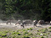 animals, carrion, feeding, game management, mammals, pigs, utfodrar, wild boar, telplats