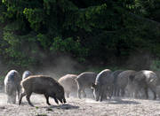 animals, carrion, feeding, game management, mammals, pigs, utfodrar, wild boar, åtelplats