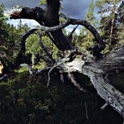 biotope, biotopes, forest land, forests, mountain forest, nature, root system, roots, stub, snag, stump, taiga, virgin forest, wildwood, windfall, woodland