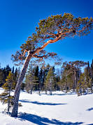 gnarly, krona, mire, misshandlad, nature, pine, sour, stormpinad, tallkrona, tallkronabarrtrd, tree, trdkrona, vriden, windswept, windblown, winter, woodland