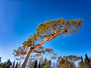 gnarly, krona, misshandlad, nature, pine, sour, stormpinad, tallkrona, tallkronabarrtrd, tree, trdkrona, vriden, windswept, windblown, winter, woodland