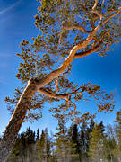 gnarly, krona, misshandlad, nature, pine, sour, stormpinad, tallkrona, tallkronabarrtrd, tree, trdkrona, vriden, windswept, windblown, winter, woodland