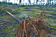 biotope, biotopes, environment, forestry, forests, nature, pine, pine forest, pines, storm, storm, windthrown, windthrown, windthrown, woodland, work