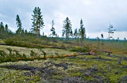 biotope, biotopes, environment, forestry, forests, nature, pine, pine forest, pines, storm, storm, windthrown, windthrown, windthrown, woodland, work