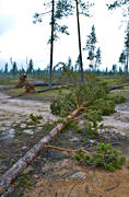 biotope, biotopes, environment, forestry, forests, nature, pine, pine forest, pines, storm, storm, windthrown, windthrown, windthrown, woodland, work