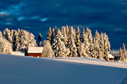 ambience, ambience pictures, atmosphere, Jamtland, landscapes, pines, season, seasons, snow, spruce forest, winter