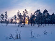 biotope, biotopes, cold, cold, landscapes, martallat, mire, moory pine, nature, pine, season, seasons, winter