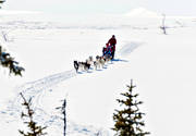dogsled, outdoor life, sled dogs, sledge dogs, slädhundfärd, vita vidder, winter, äventyr