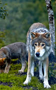 animals, mammals, predators, ulv, wolf, wolves