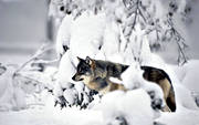 animals, mammals, snow, ulv, winter, wolf, wolf, wolves