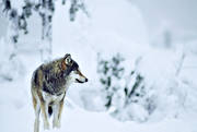 animals, mammals, snow, ulv, winter, winter landscape, wolf, wolf, wolves