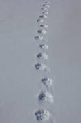 animals, snow, snow tracks, track stamp, tracks, winter, wolverine, wolverine tracks