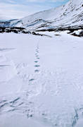 animals, Kyrkstensfjället, mammals, mountain, mountains, snow, snow tracks, tracks, wolverine, wolverine tracks