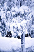 animals, mammals, snow, ulv, winter, wolf, wolf, wolves