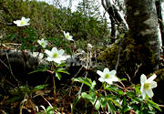 anemone nemorosa, biotope, biotopes, flower, flowers, forests, nature, plants, herbs, wood anemone, wood anemones, woodland