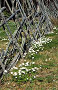 biotope, biotopes, fence, fence, meadowland, meadows, nature, season, seasons, spring, tallhed chalets, wood anemone, wood anemones, ng