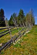 biotope, biotopes, fence, fence, meadowland, meadows, nature, season, seasons, spring, tallhed chalets, wood anemone, wood anemones, ng