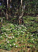 alpine birch, biotope, biotopes, flowers, mountain, mountains, nature, season, seasons, spring, wood anemone, wood anemones