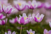 alpine flowers, anemone nemorosa, biotope, biotopes, flower, flowers, meadowland, nature, pink, plants, herbs, wood anemone, wood anemones, woodland