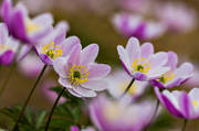 alpine flowers, anemone nemorosa, biotope, biotopes, flower, flowers, meadowland, nature, pink, plants, herbs, wood anemone, wood anemones, woodland