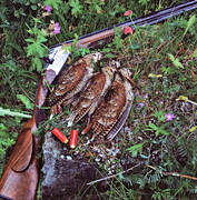 hunting, shooting, weapon, woodcock, woodcock hunting, woodcock, eurasian woodcock