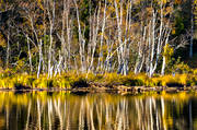 autumn, autumn colours, autumn leaves, Indal river, Jamtland, landscapes, lvtrd, seasons, spegelbild, watercourse, woodland