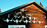 horn, antlers, hunting, hunting moose, moose hunting, trofer, wall of cow barn, wall of byre, lghorn