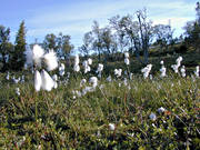 biotope, biotopes, bog soil, common cotton grass, fleecy, mire, mountain, mountains, nature, soft, wool