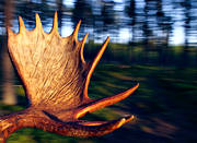 gold horn, horn, antlers, hunting, hunting moose, moose, moose hunting, trophy, älghorn